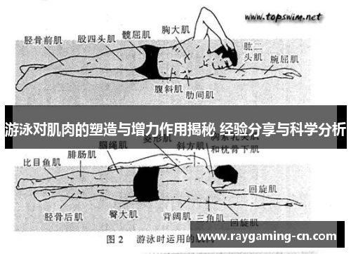 游泳对肌肉的塑造与增力作用揭秘 经验分享与科学分析
